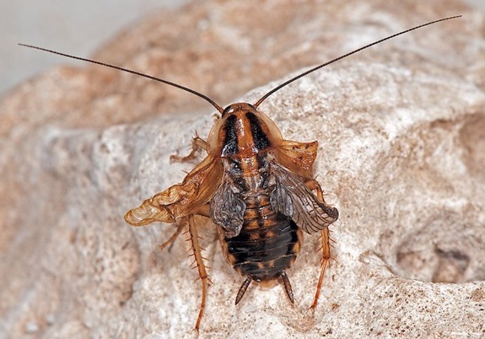 Descubren el mecanismo que desencadena la metamorfosis de los insectos