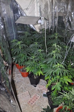 Plantación de marihuana 'in door'