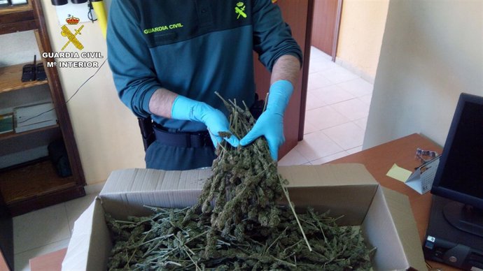 Cogollos marihuana