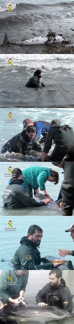 Guardia Civil auxilia a un delfín varado en una playa de La Manga