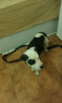 Uno de los perros usados en peleas en Burjassot