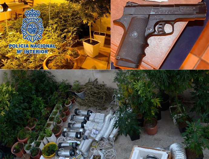 La Policía Nacional desmantela un cultivo "indoor" de marihuana en Yecla