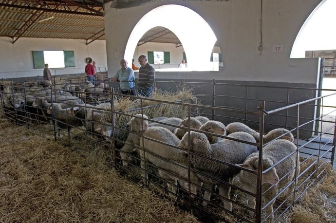Adjudicación de ovejas merino precoz a ganaderos de Cáceres
