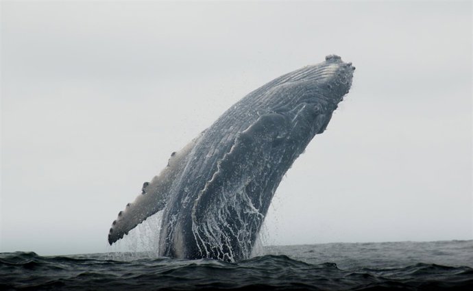 Fotografía De Una Ballena 'Pequeño Gran Ecuador', De Martí Quintana
