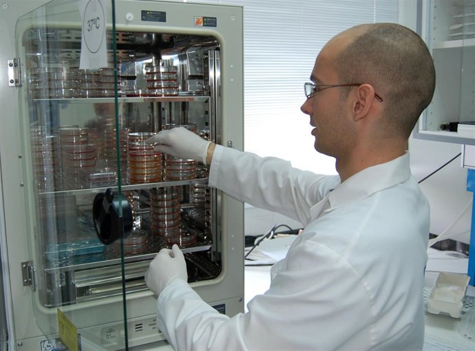 Cultivos celulares de los investigadores de la Universidad de Málaga