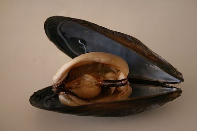 Mejillon, Marisco