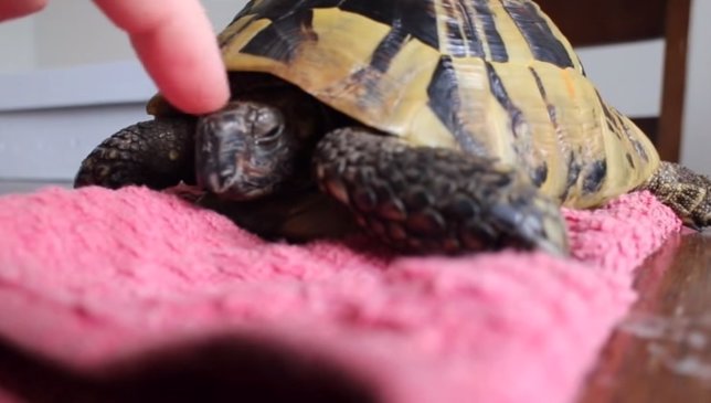 Increíble vídeo del despertar de una tortuga que hibernaba en una nevera