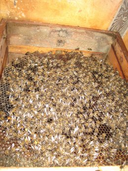 Colmena De Abejas