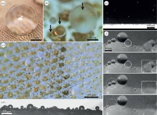 Gotas en la piel de lagartijas