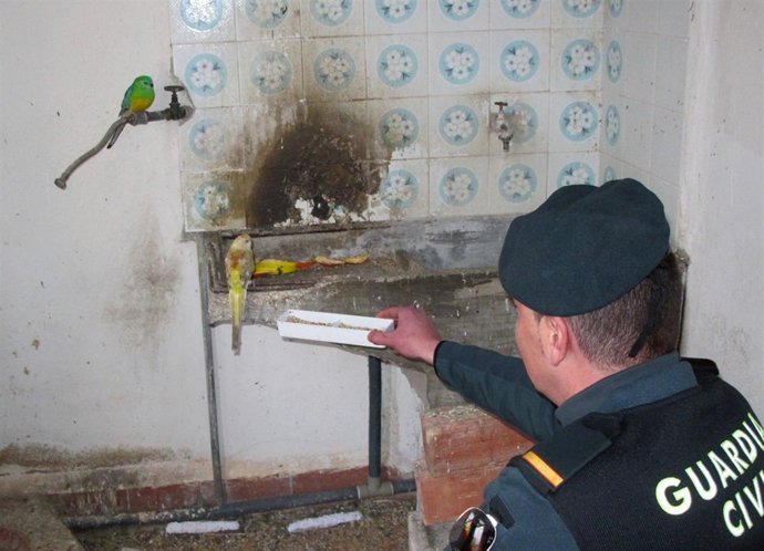 La Guardia Civil decomisa 25 ejemplares de animales exóticos puestos a la venta 