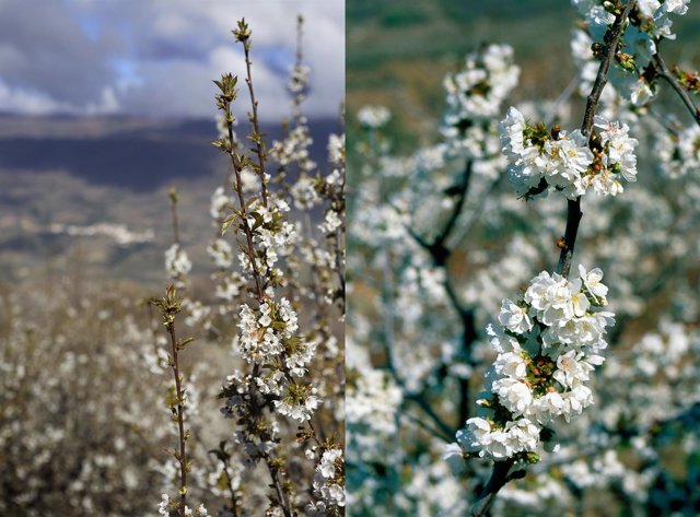 Una ruta entre los cerezos en flor de la provincia de Burgos