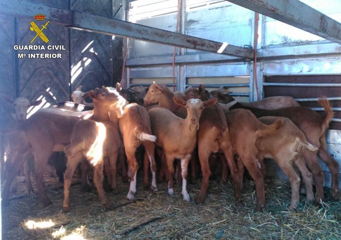 Ganado recuperado por la Guardia Civil