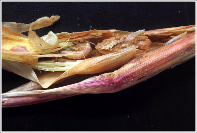 Investigación sobre el daño del insecto taladro en el maíz