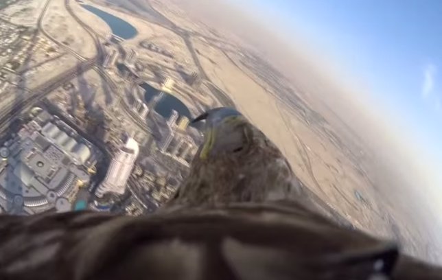 Vuelo de un águila en descenso del edificio más alto del mundo 