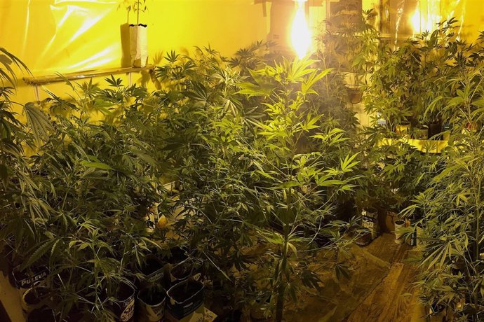 Plantación de marihuana