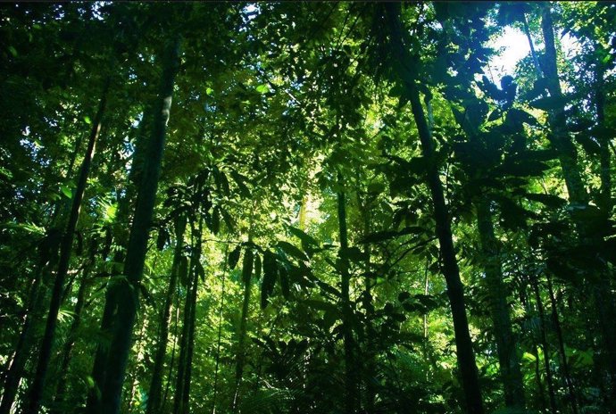 Países mejorarán la gestión forestal