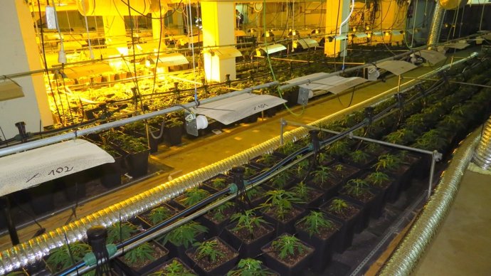 Plantación de marihuana en Blanes