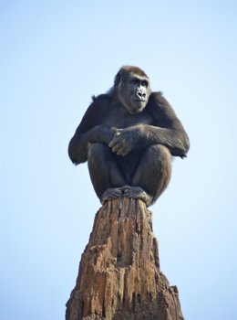 La gorila Nalani descubriendo el bosque ecuatorial de Bioparc Valencia