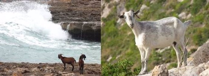 Especies de cabras baleares, el boc y la asilvsetrada