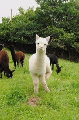 Alpacas 