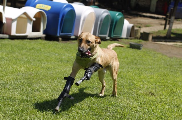 Juguetes bionicos para cheap perros