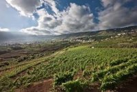 Abonan a partir de mañana un millón de euros para reconversión del viñedo