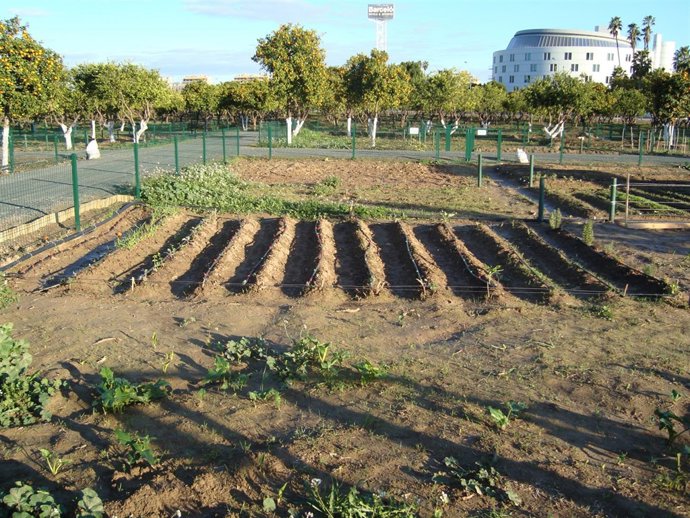Huerto social en el Alamillo.