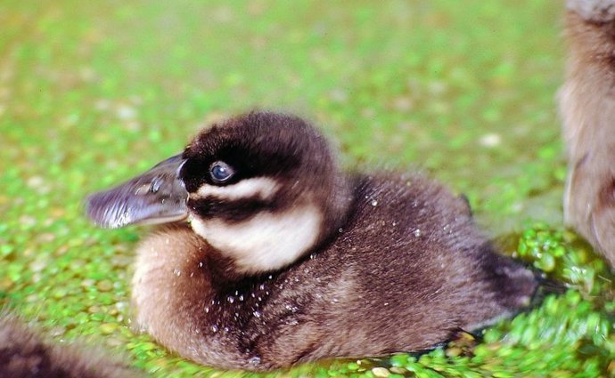 Un polluelo de Malvasía cabeciblanca en un humedal de Córdoba