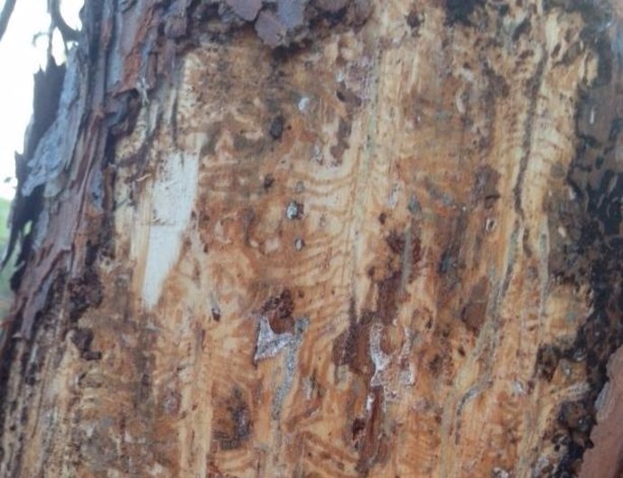 Plaga de perforadores del pino