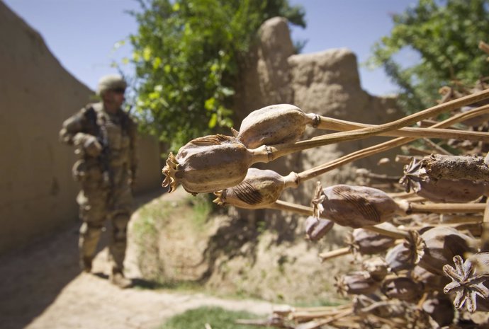Un militar estadounidense patrulla frente a un manojo de amapolas