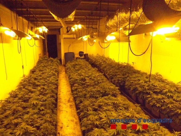 Plantación de marihuana en Cassà