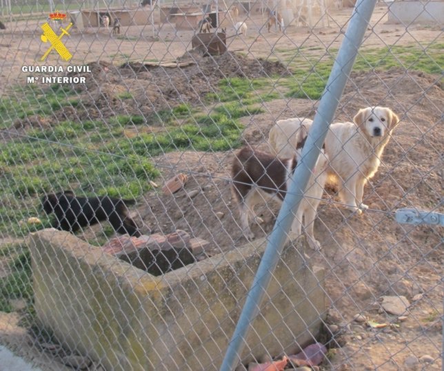 Imagen de los perros