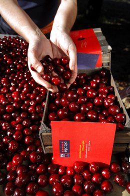 DOP Cereza del Jerte