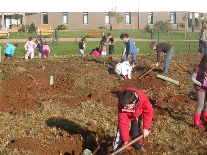 Plantación De Árboles 
