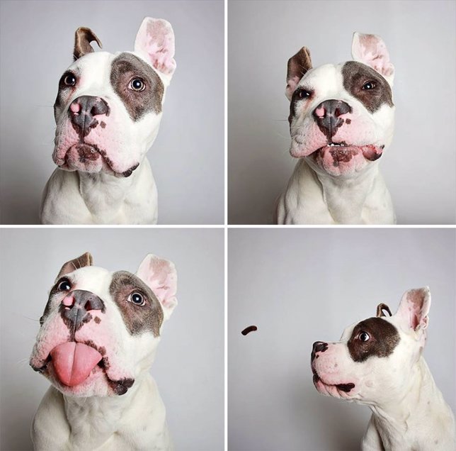 16 Razones Por Las Que Un 'Photobooth' Para Perros Es Una Buena Idea