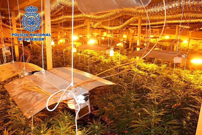 Plantas de marihuana