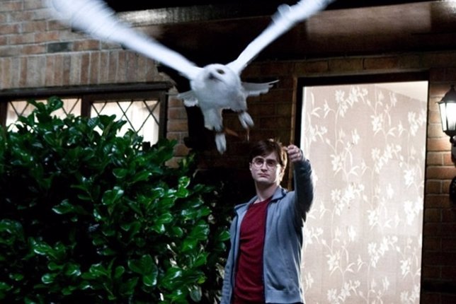 Hedwig, Harry Potter