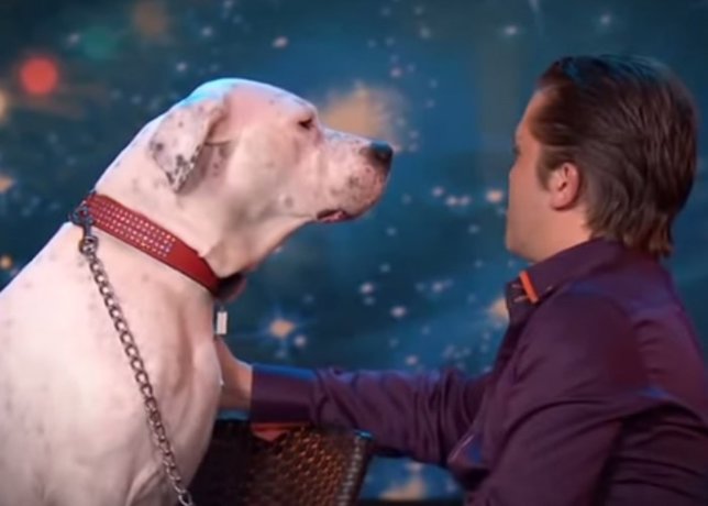 Lady Xena es el perro que ha causado furor interprentando a Whitney Houston