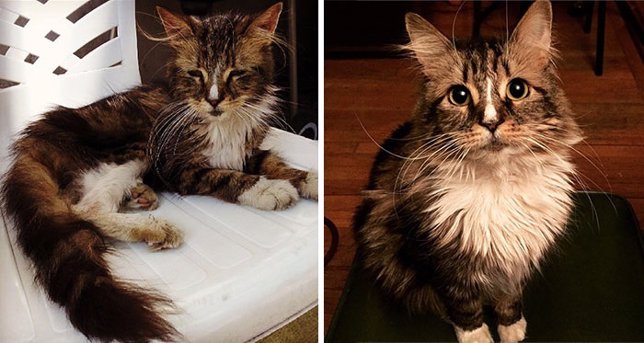 10 Fotos De Gatos Antes Y Después De La Adopción Demuestran Cómo Les Cambia La V