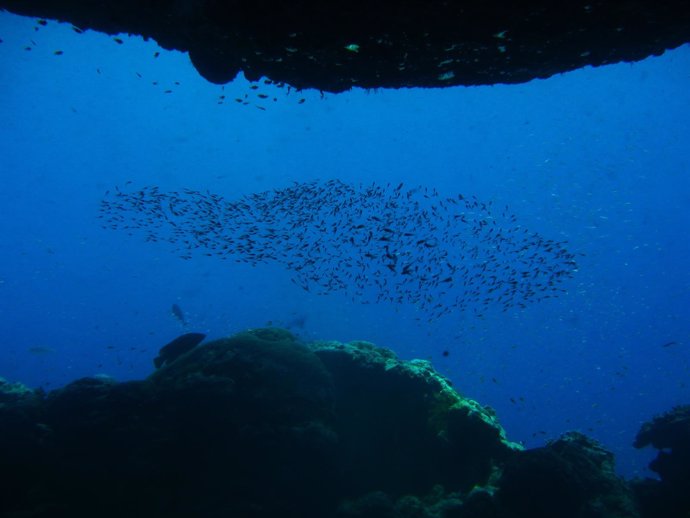 Los peces herbívoros tienen menos probabilidades de extinguirse 