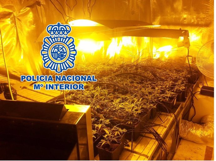 Plantación de marihuana intervenida en Mijas