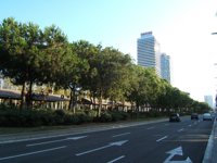 La alergia al polen, más de ciudad que de campo