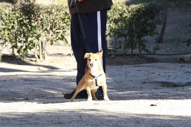 Perro, Calle, Perrete