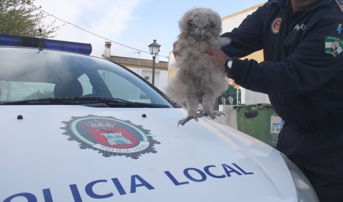 Ejemplar de búho real recuperado este jueves por la Policía Local de Benalup