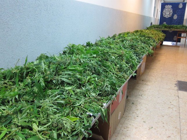 Intervenidos casi 300 kilos de marihuana en la operación Artilea