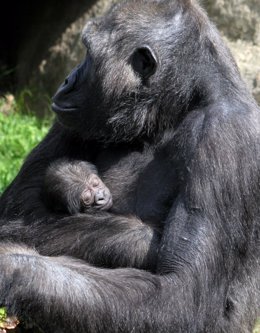 Nace una cría de gorila en el Zoo de Barcelona