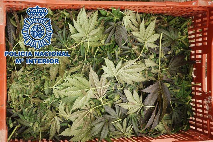 Algunas de las plantas cortadas y preparadas para su secado