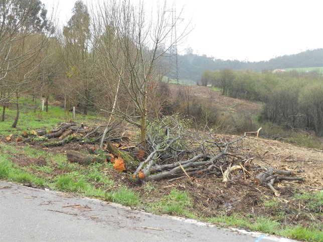 Arboles talados en el Pozón de la Dolores
