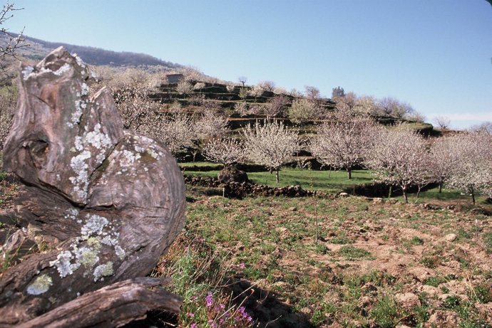 Floración, Valle del Jerte