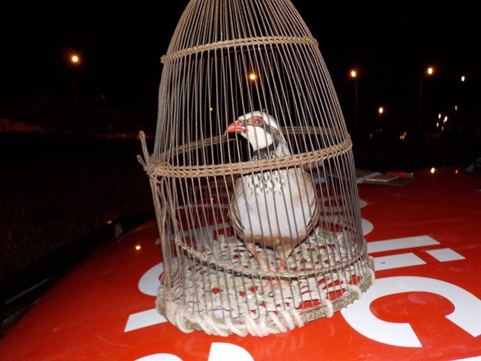 Perdiz utilizada como reclamo.